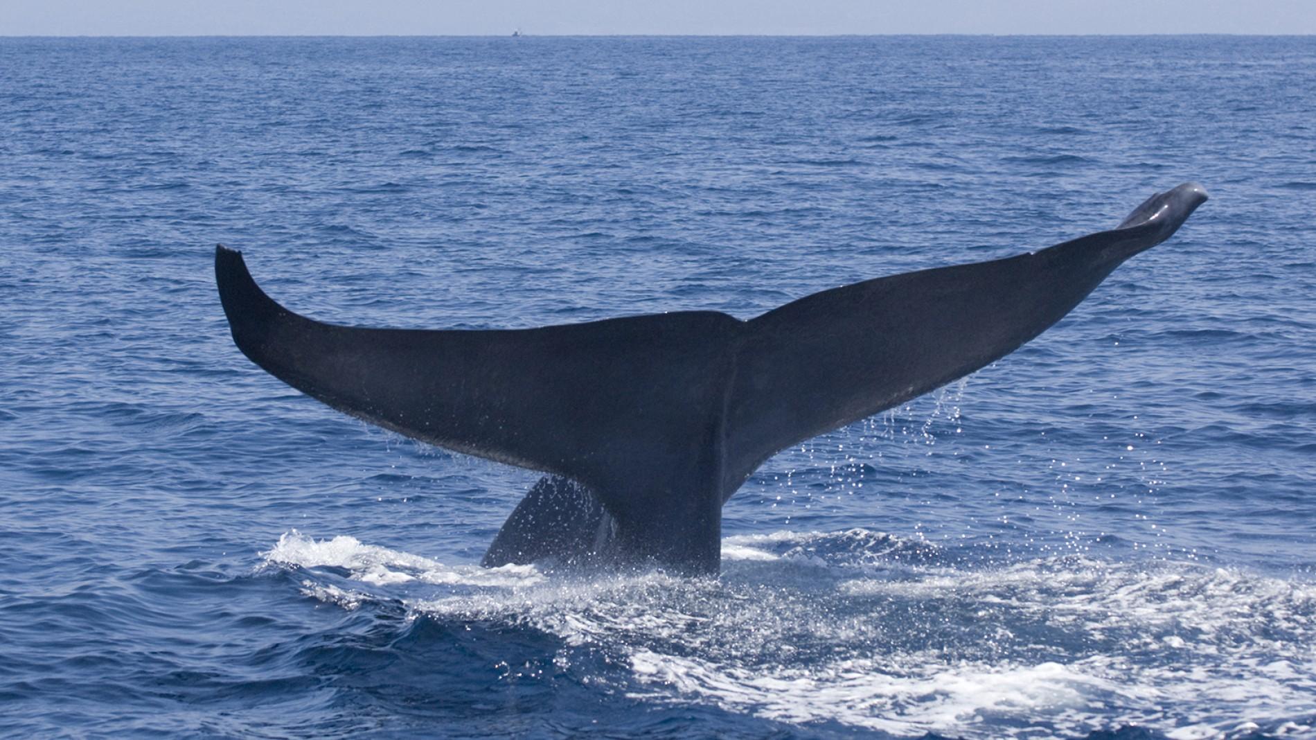 Blue whales